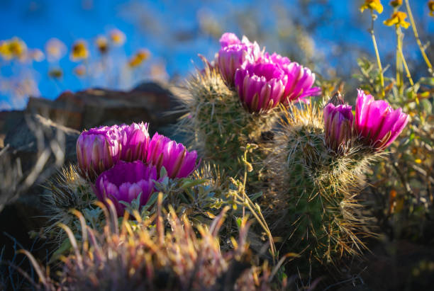 istock Hedgehog cactus in morning light 1483953677