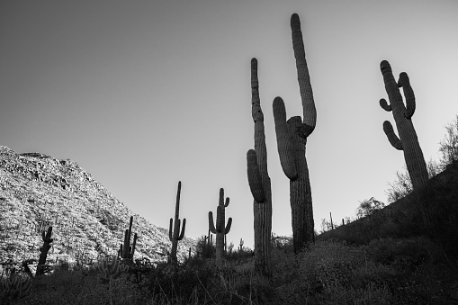 Saguaro silhouettes near Bell Pass with morning light in McDowell Mountains