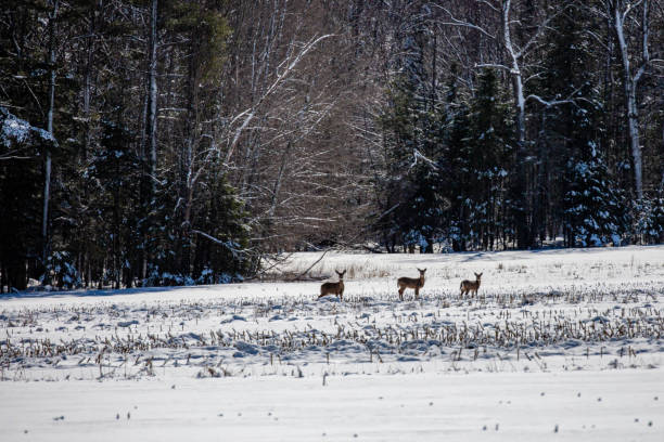 istock Wite-tailed deer (Odocoileus virginianus) standing in a Wisconsin cornfield 1483954874