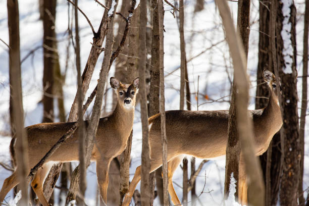 istock Wite-tailed deer (Odocoileus virginianus) standing in a Wisconsin forest 1483954880