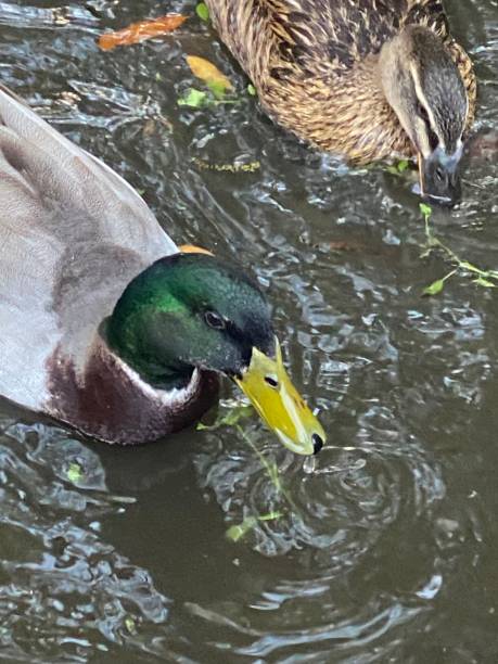 istock Male and Female Mallard Duck 1483956839