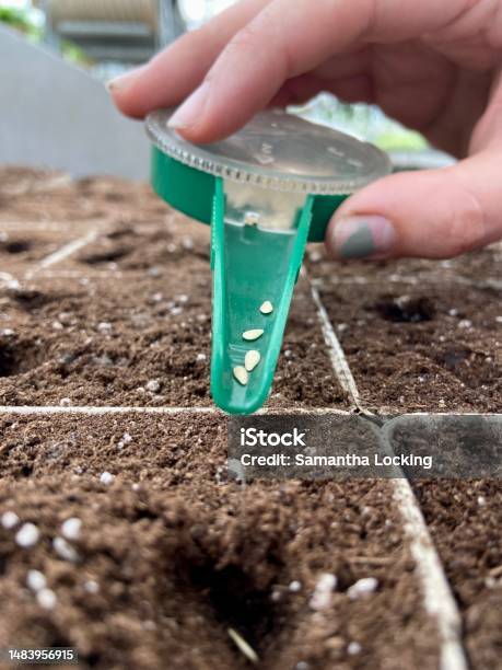 Hand Sowing Seeds With A Dial Seeder Stock Photo - Download Image Now - Adult, Adults Only, Beginnings