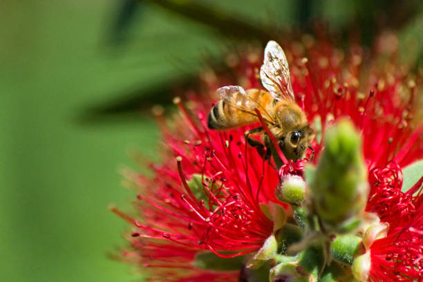istock Portrait of a hard working honey bee 1483958367
