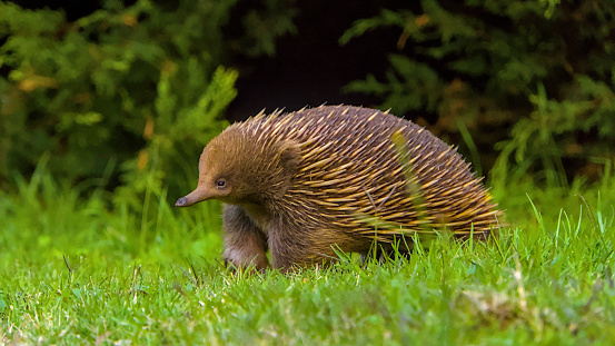An egg-laying mammal, known as a monotreme, are located throughout Australia.