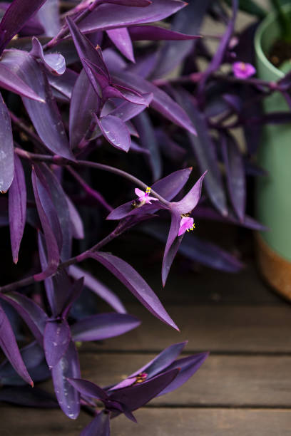 belle plante tradescantia pallida avec des fleurs sur des planches d’acacia brun - botany bright brown heart shape photos et images de collection