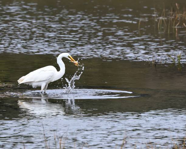 Fishing Great Egret stock photo