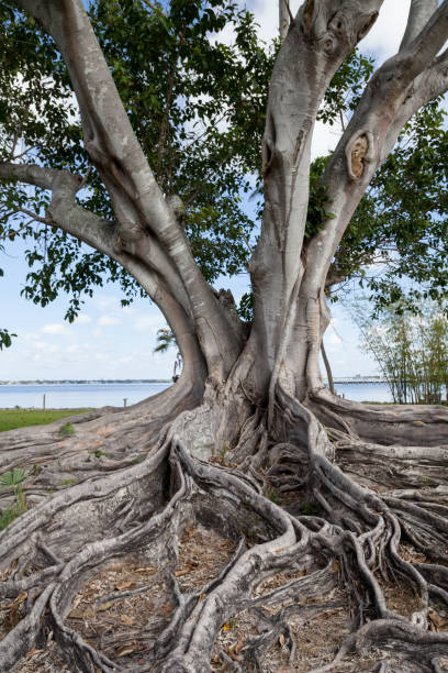 istock Brown woolly fig tree Ficus drupacea in Bonita Beach, Florida 1483963493