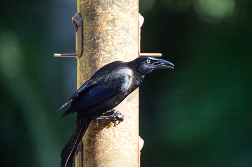 Fishing crow Corvus ossifragus perches on a seed feeder in Bonita Springs, Florida