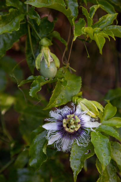 istock Passion flower and fruit producing in southwest Florida in spring. 1483963725