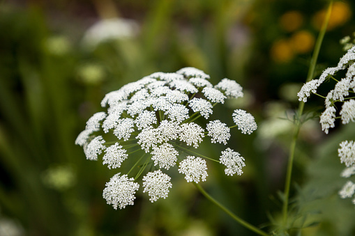 White Queen Annes lace blooming in a Florida garden in spring.