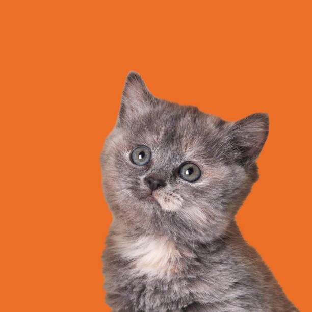 istock Cute little grey kitten on orange background 1483964332