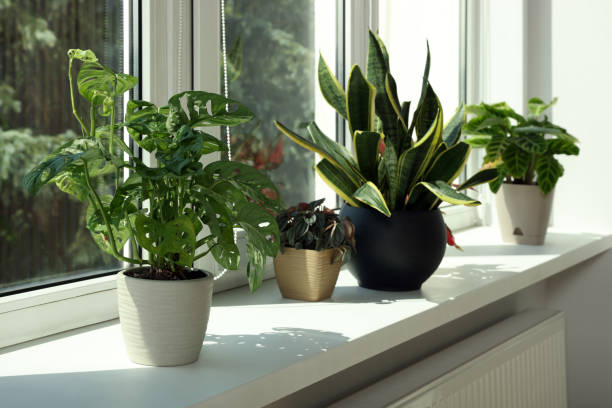 istock Beautiful houseplants on white window sill indoors 1483964384