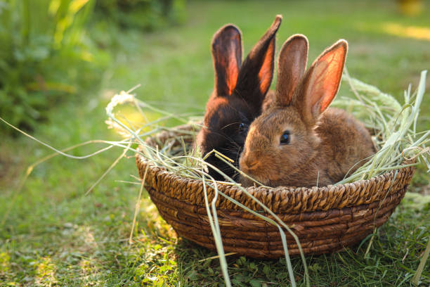 istock Cute fluffy rabbits in wicker bowl with dry grass outdoors. Space for text 1483964422