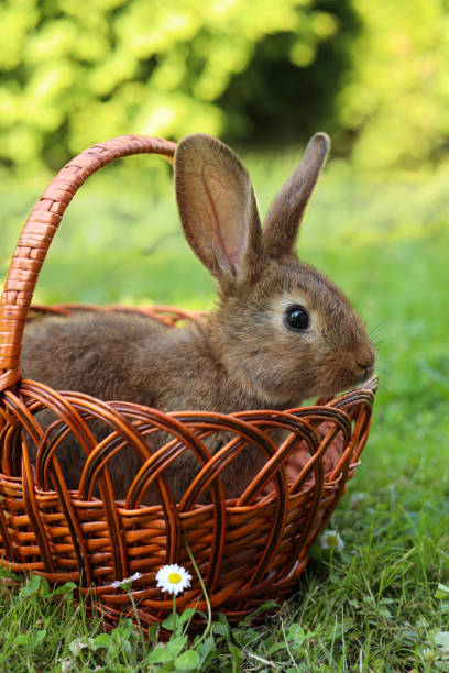 istock Cute fluffy rabbit in wicker basket on green grass outdoors 1483964425