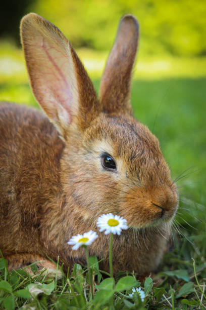 istock Cute fluffy rabbit on green grass in meadow 1483964488