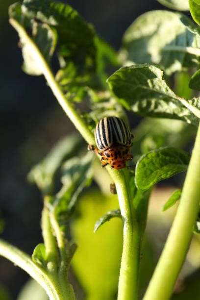 colorado potato beetle on green plant outdoors, closeup - detrimental imagens e fotografias de stock