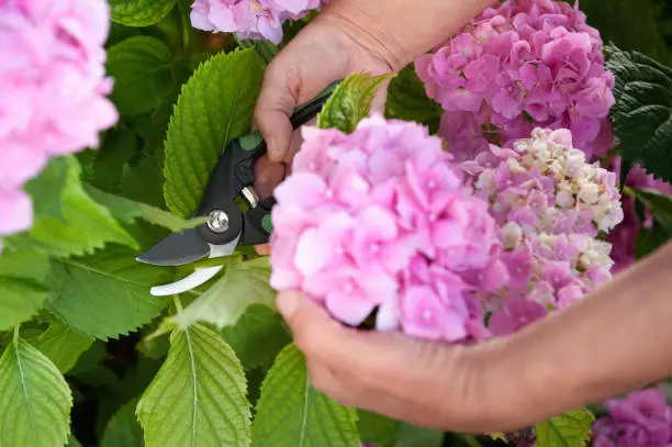 Photo of Gardener cutting hydrangea with secateurs outdoors, closeup