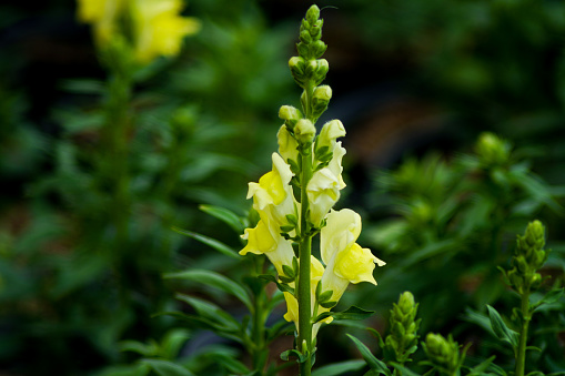 The lion's mouth flower or Antirrhinum majus is a kind of ornamental plant