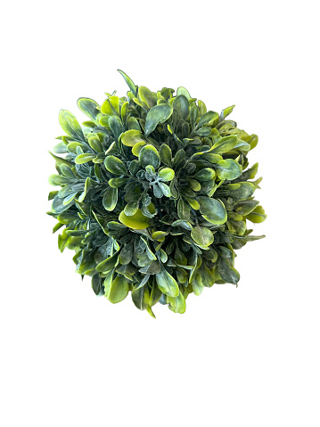 Green artificial shrub plant isolated on white background