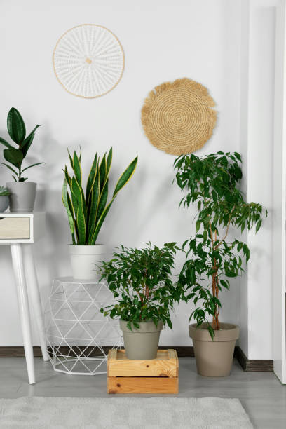 istock Stylish room interior with different beautiful houseplants 1483968725