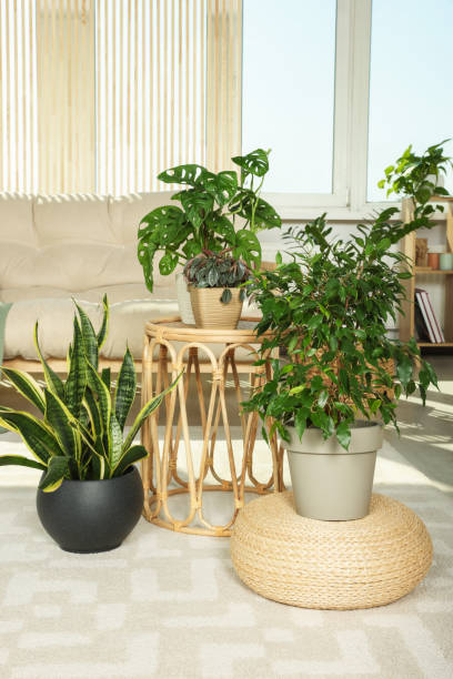 istock Stylish room interior with different beautiful houseplants 1483968865