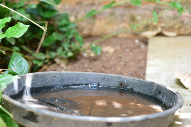 istock abandoned plastic bowl in a vase with stagnant water inside. Epidemic. potential breeding mosquitoes. proliferation of aedes aegypti, dengue, chikungunya, zika virus, mosquito larva 1483970492