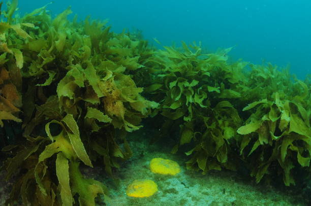 istock Yellow Sponges Among Kelp 1483971443