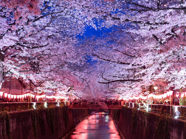 cerisiers nocturnes en fleurs sur la rivière meguro, tokyo, japon - rivière meguro photos et images de collection