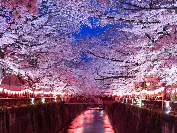 Night cherry blossoms on the Meguro River, Tokyo, Japan