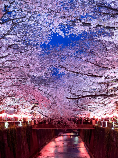 istock Night cherry blossoms on the Meguro River, Tokyo, Japan 1483972942