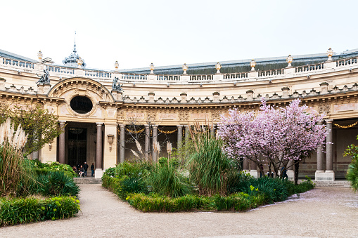 Spring in Paris : courtyard of Petit Palais with sakura flowered . Paris in France. March 24, 2023