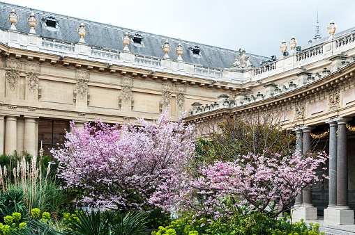 Spring in Paris : courtyard of Petit Palais with sakura flowered . Paris in France. March 24, 2023