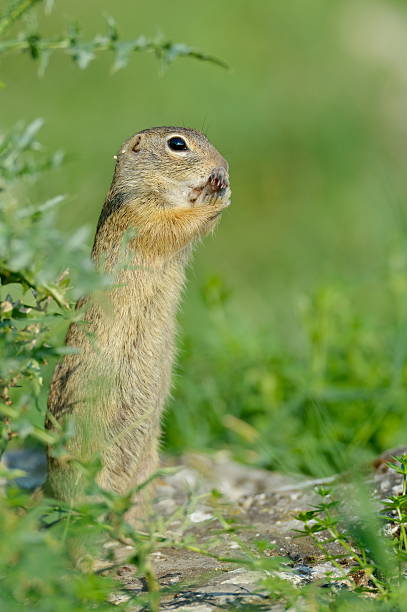 istock prairie dog on field 148397888