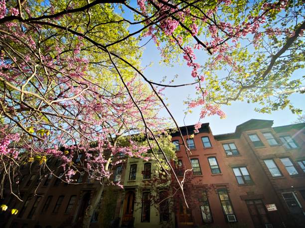 istock Federal Style Row Houses in Spring 1483983840
