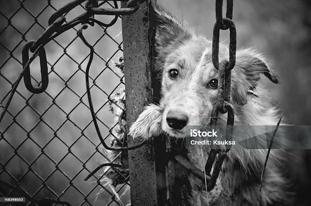 Sad dog black and white Sad dirty dog black and white on fence Dog Stock Photo
