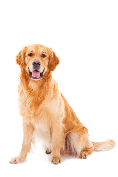 istock golden retriever dog sitting on isolated white 148398560