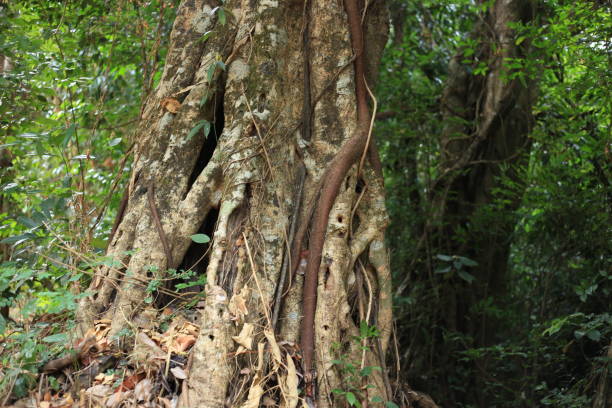 istock Giant tree in the forest for your. 1483985682