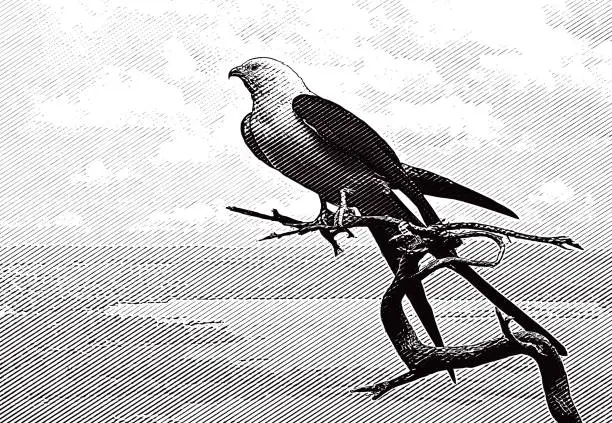 Vector illustration of Swallow-Tailed Kite Perching