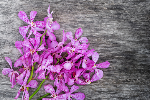 Purple orchid on the gray wooden surface