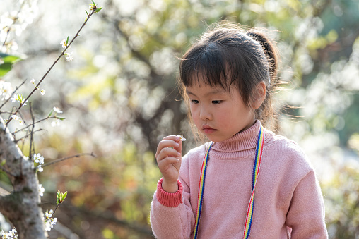 A girl watched the petals of plum blossoms in the plum forest