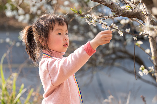 A girl watched the petals of plum blossoms in the plum forest