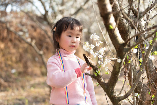 istock A little girl is observing plum blossom 1483989955