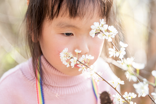 A little girl is observing plum blossom