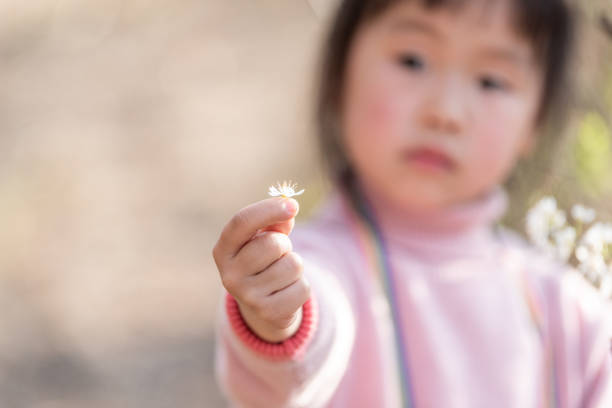 A little girl is observing plum blossom