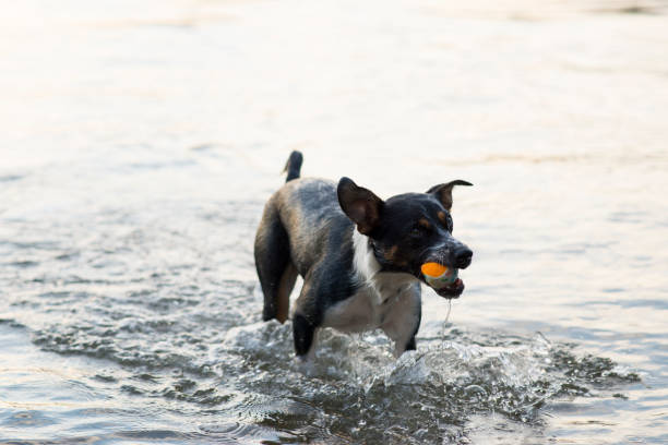 Cute small pet dog with floppy ears is running in the lake water after catching a small orange tennis ball in their mouth. The dogs short fur is wet from swimming on a hot day to cool off.