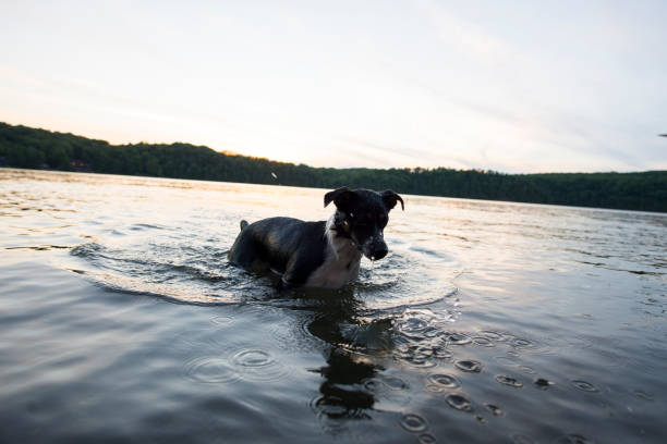 istock Soaking Wet Dog in the Lake 1483991834