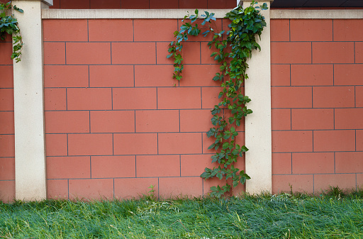Red brick background with creeping wall plant