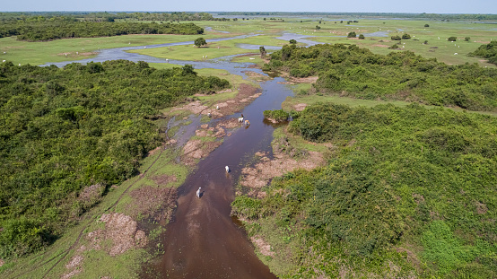 Aerial shot of typical Pantanal Wetlands landscape with cattle grazing around lagoons, forests, meadows, river, fields, Mato Grosso, Brazil