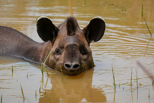 Close-up of a Tapir resting in a muddy pond, facing to camera, Pantanal Wetlands, Mato Grosso, Brazil