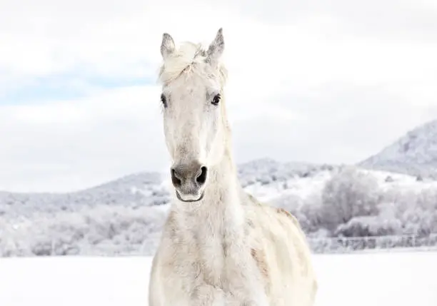 White Horse in the Snow